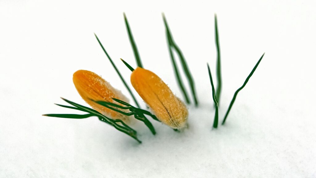 Breaking Through Hiring Freezes: How Israeli Companies Use EoR to Maintain Growth 1 Breaking Through Hiring Freezes with Israel EOR